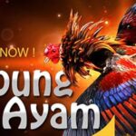 sabung_ayam_online-min