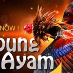 sabung_ayam_online